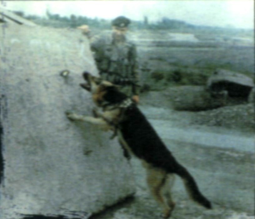 Неразлучные друзья:Владимир Шерстнев с верным
                боевым другом - овчаркой Каем - и на отдыхе,и на работе